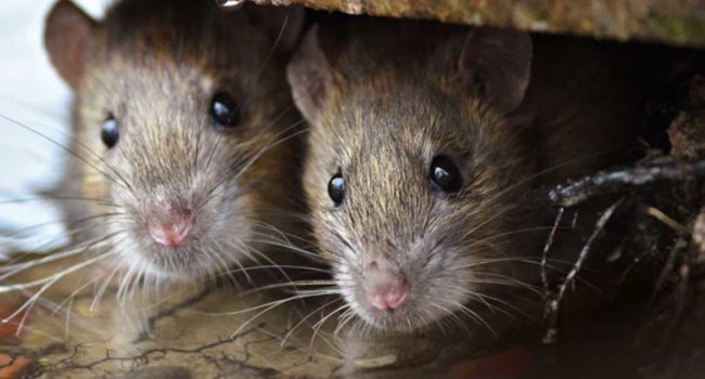 Rodent-control-pest-control-sydney-dc-pest-and-building-inspections
