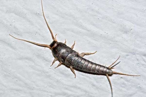 Dylan-Cope-Pest-Control-Silverfish-600x400