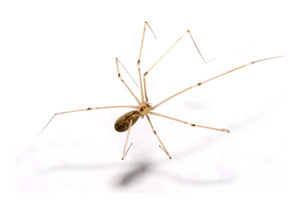 Dylan-Cope-Pest-Control-Spiders-Daddy-Longlegs-600x400