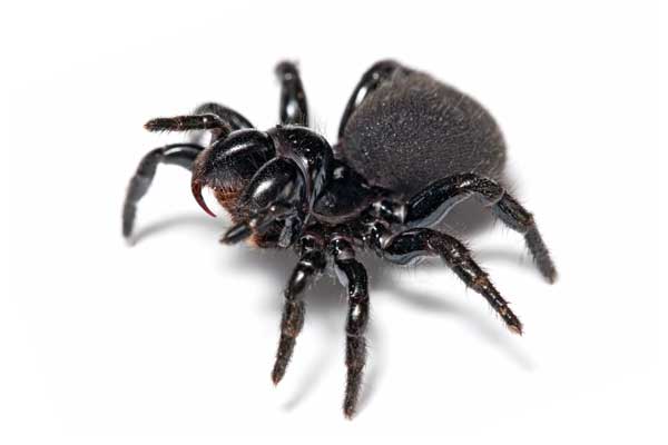 Dylan-Cope-Pest-Control-Spiders-Mouse-600x400