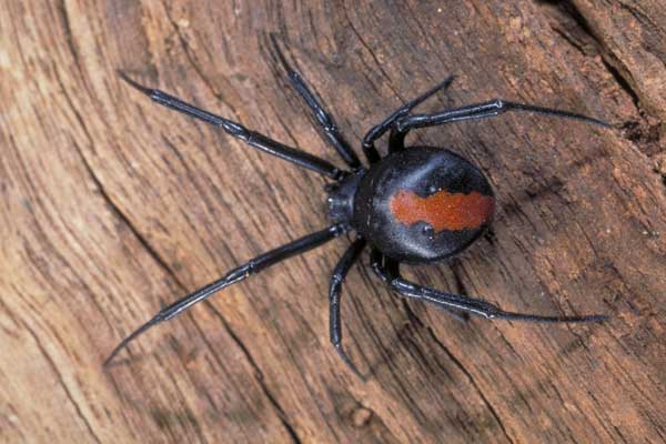 Dylan-Cope-Pest-Control-Spiders-Redback-600x400