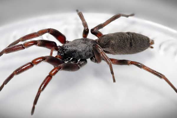 Dylan-Cope-Pest-Control-Spiders-Whitetail-600x400