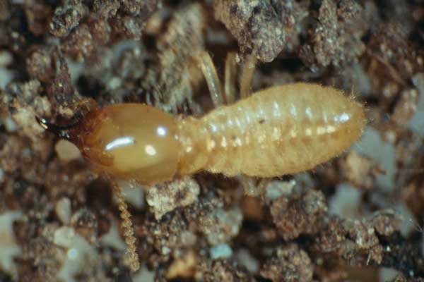 Dylan-Cope-Pest-Control-coptotermes acinaciformis termites-600x400