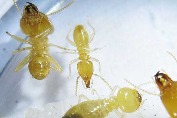 Dylan-Cope-Pest-Control-schedorhinotermes termites-600x400