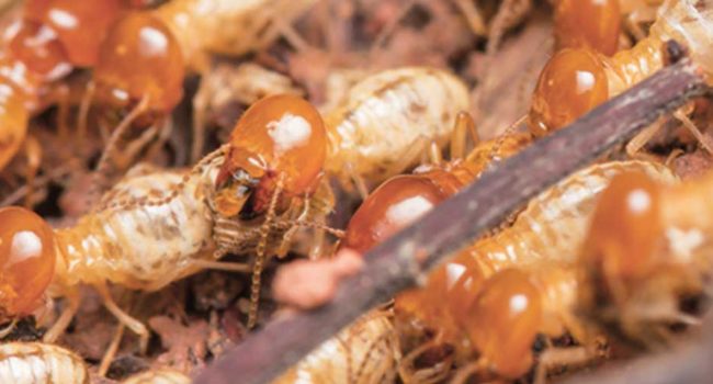 Dylan-Cope-Pest-Control-termites-commercial-page_1000x500_1