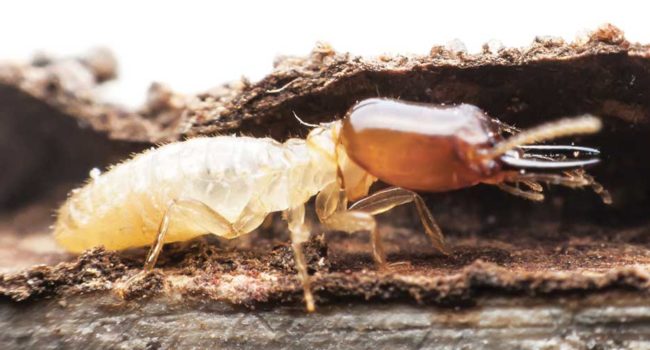 Dylan-Cope-Pest-Control-termites-timber-pest-inspection-page_1000x500_1