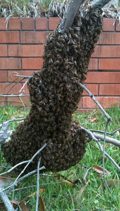 Dylan-Cope-Pest-Inspection-Bee-Hive-